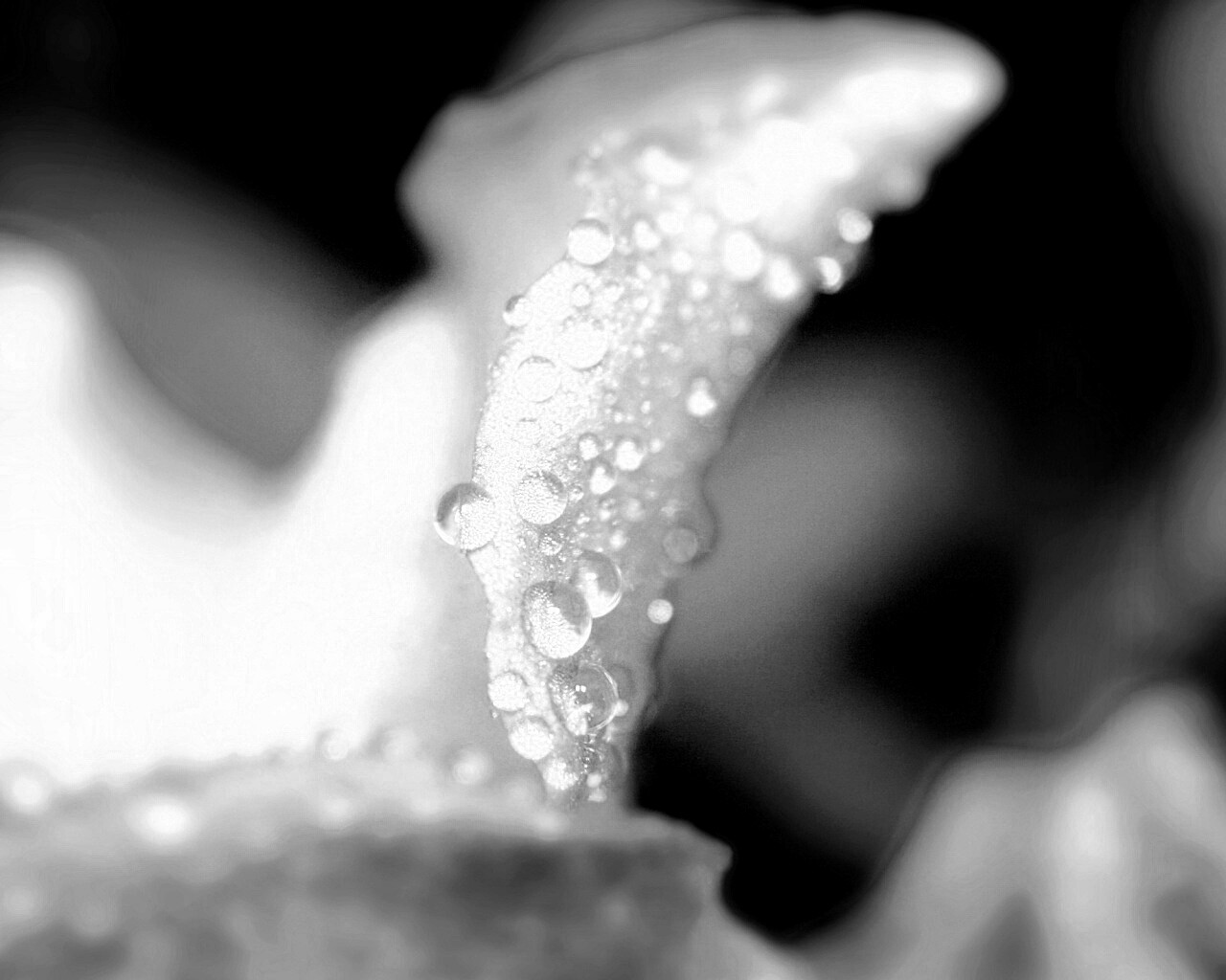 Капли росы на лепестке обои