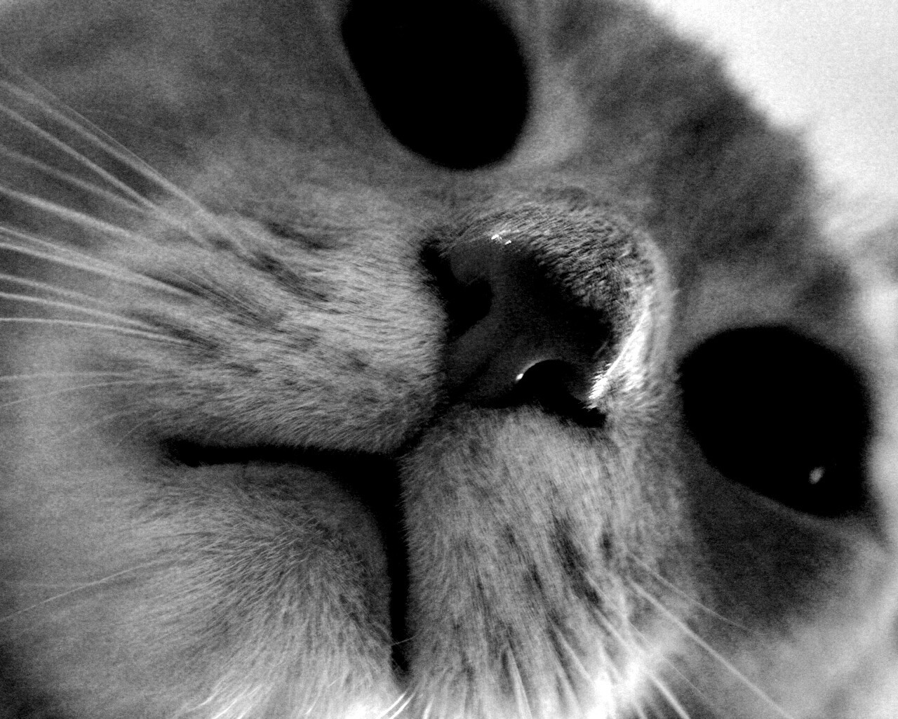 Носопырка обои