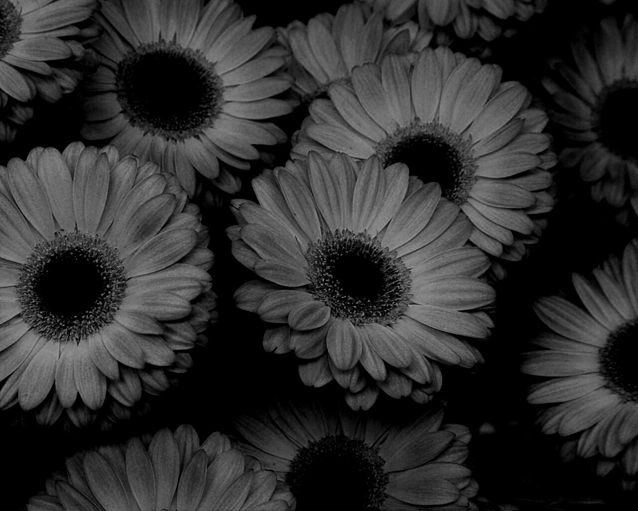 Желтые герберы обои