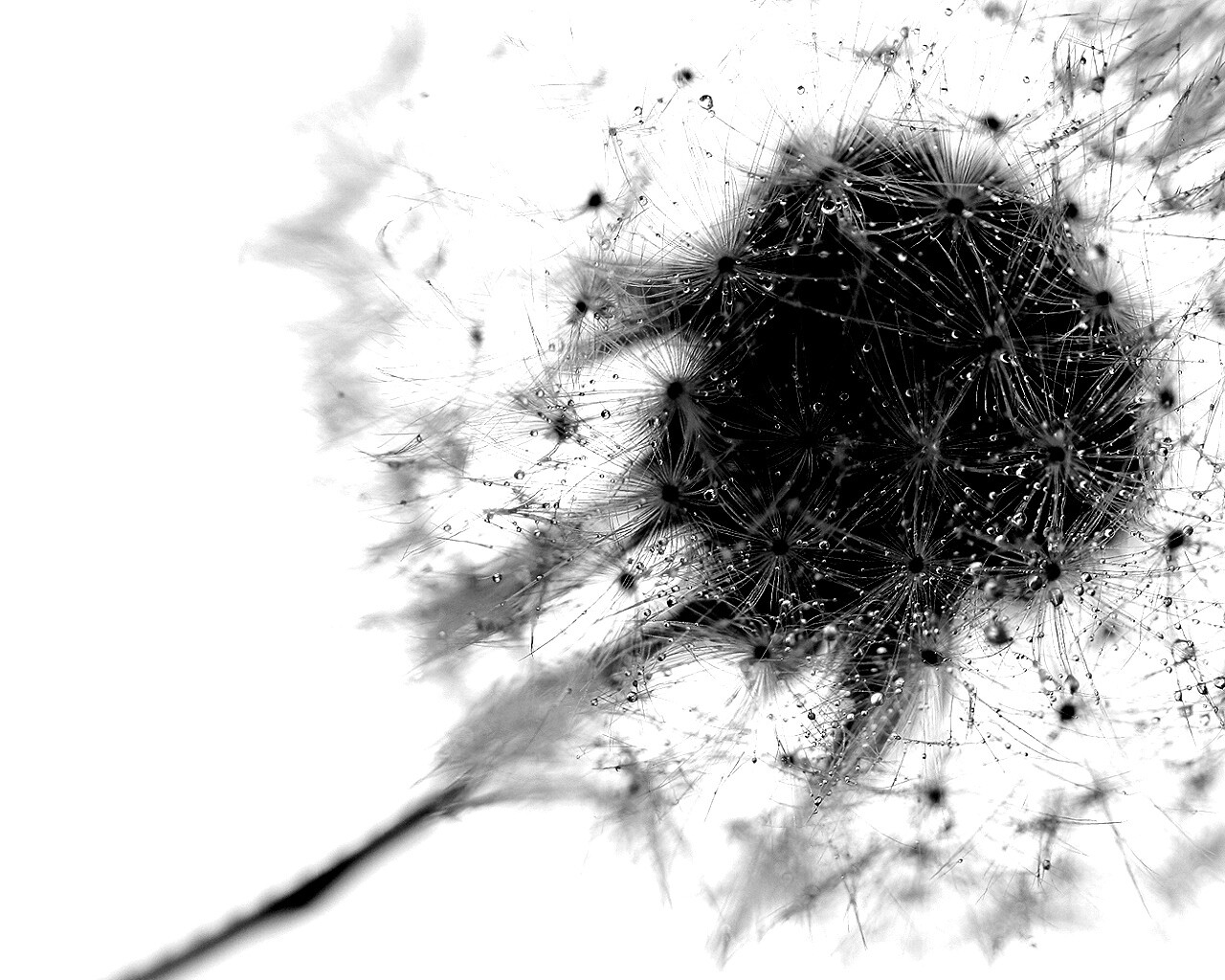 Одуванчик  обои