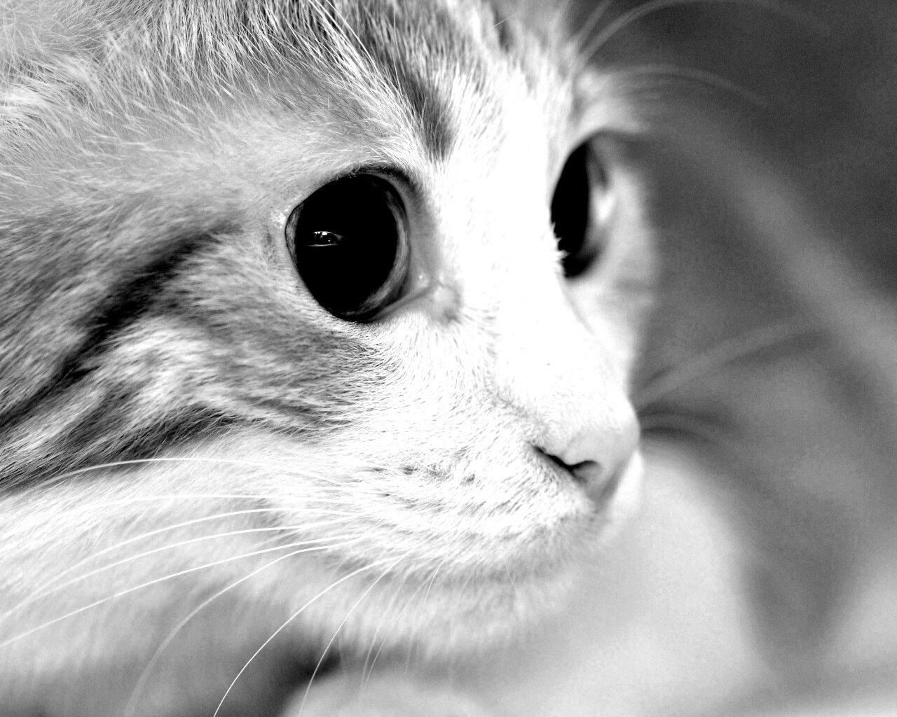 Кот с большими глазами обои