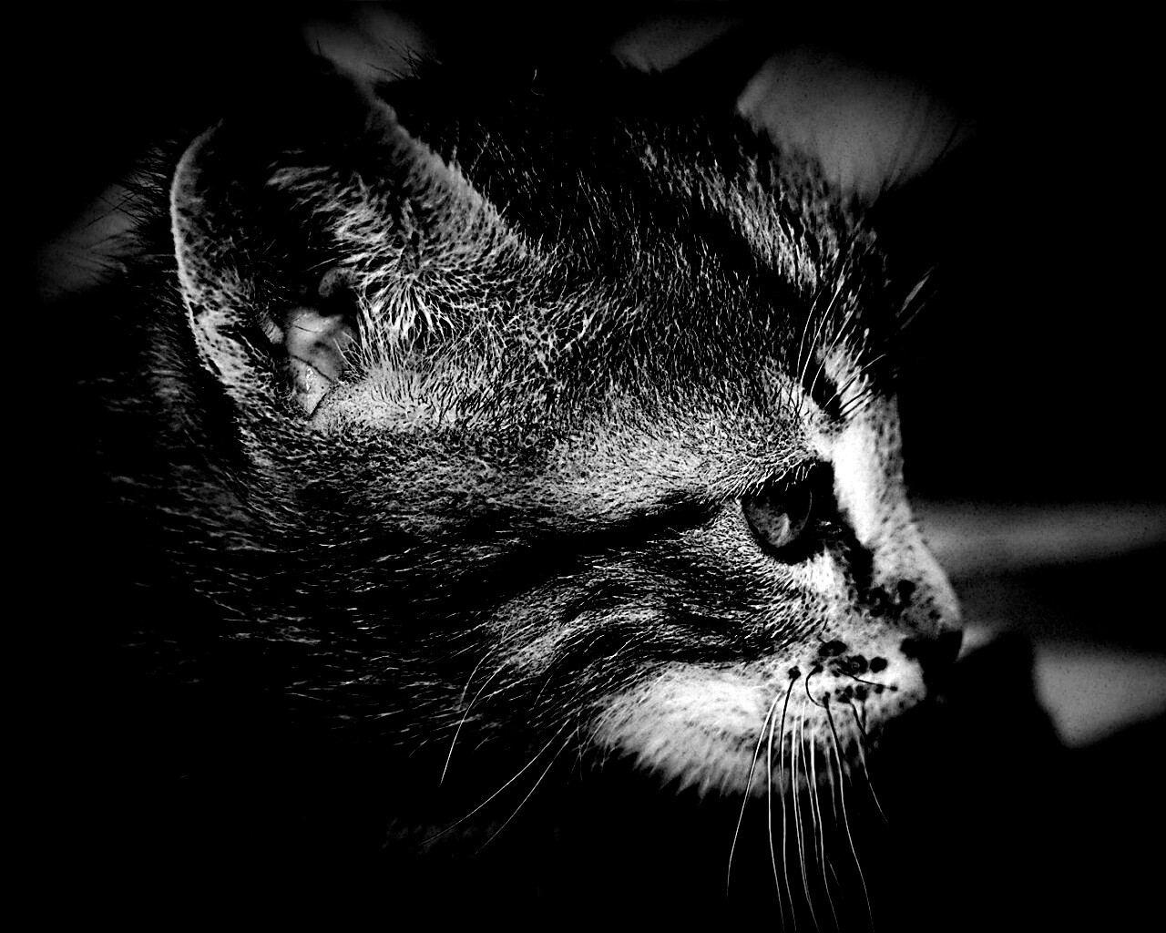 Котенок с голубыми глазами обои