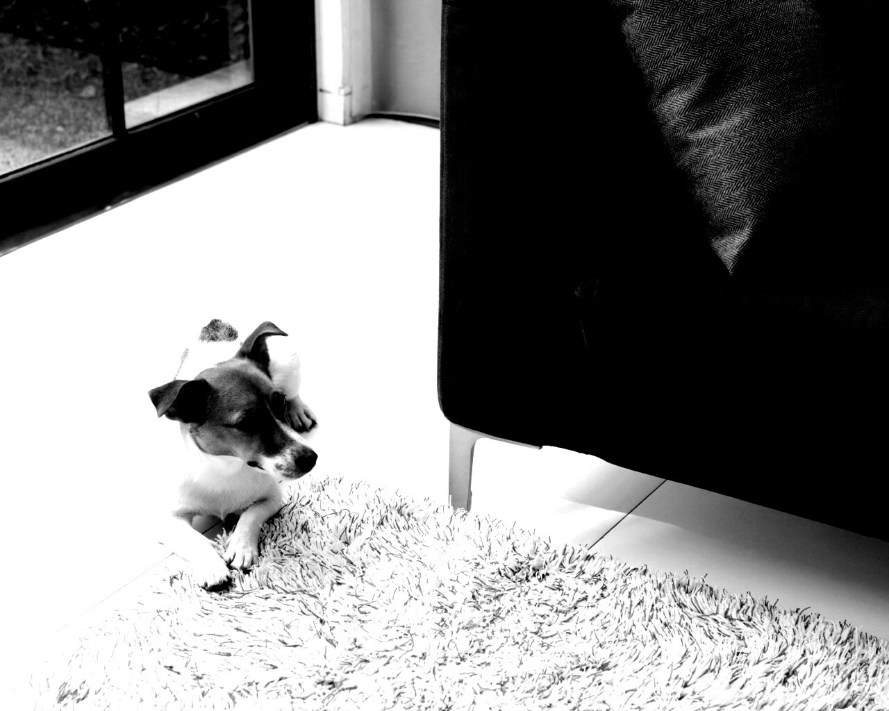 Собака обои