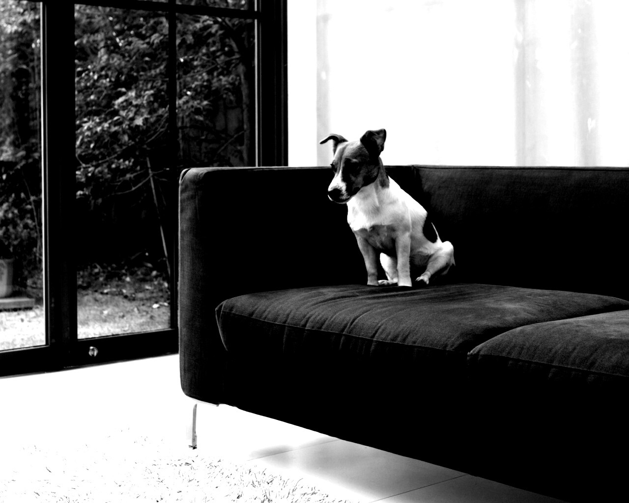 Пес на диване обои