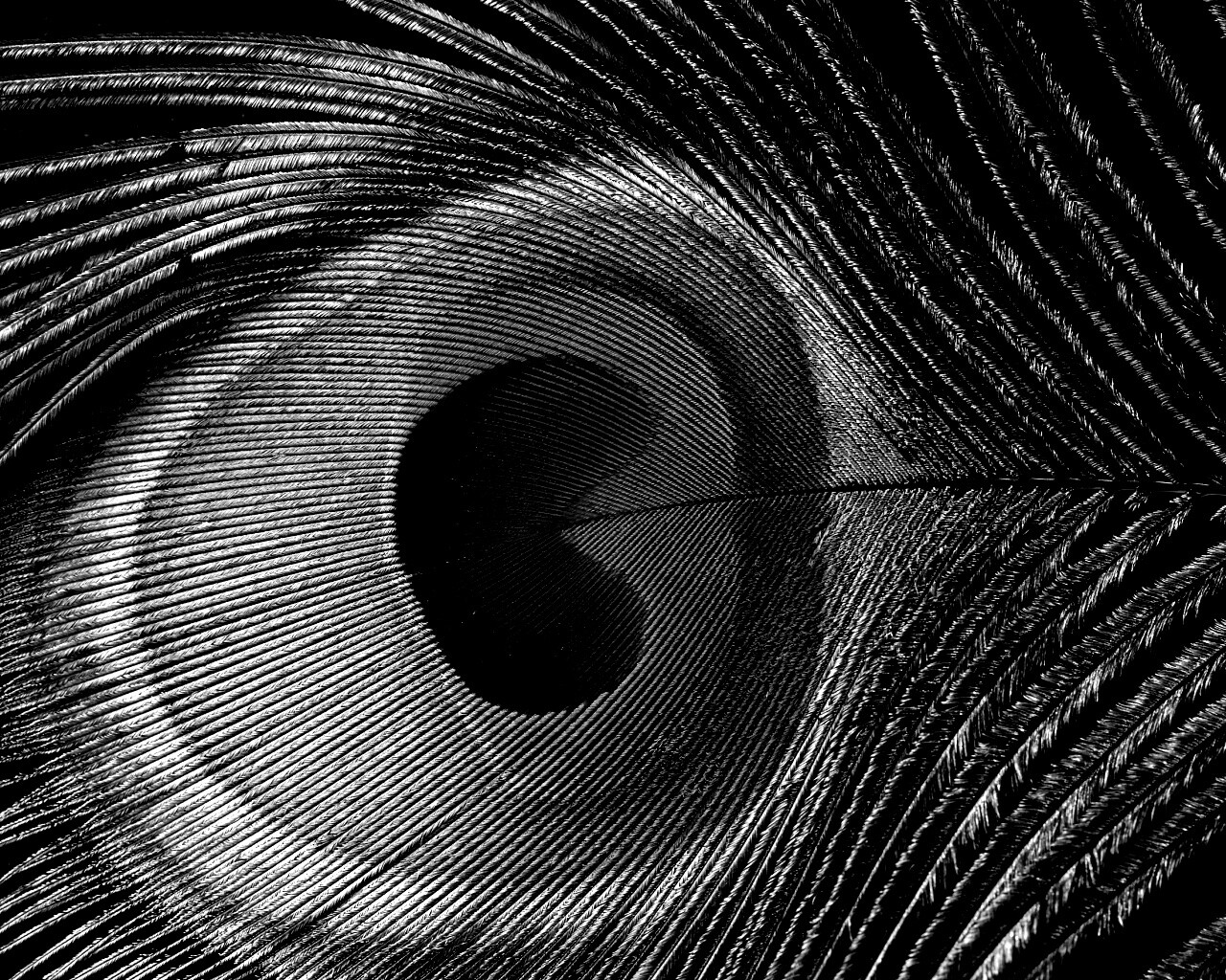 Перо павлина обои