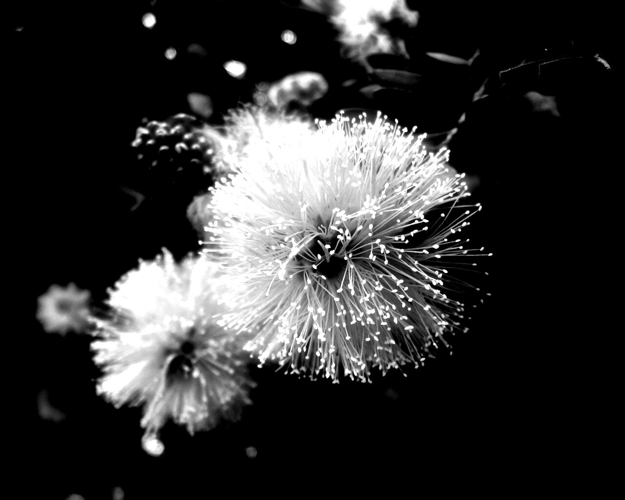 Сказочный цветок обои