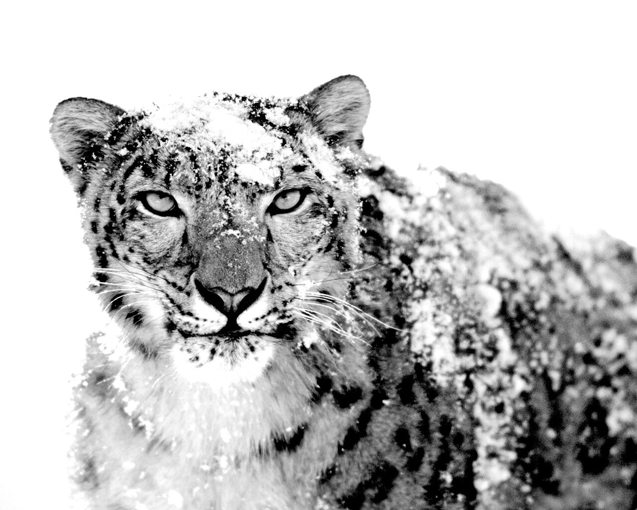 Снежный леопард обои