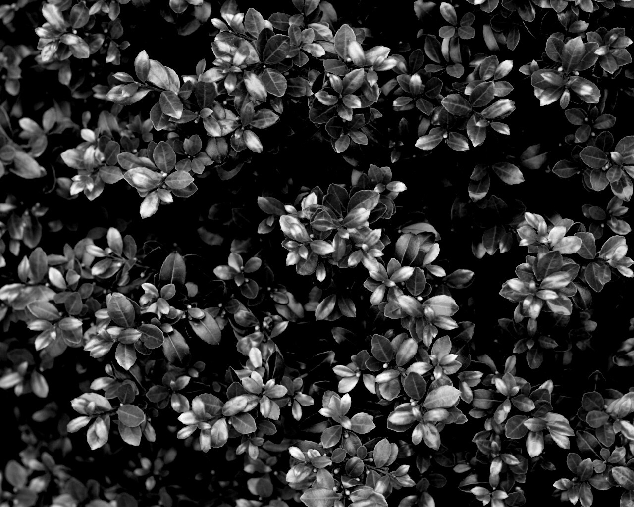 Густая листва обои