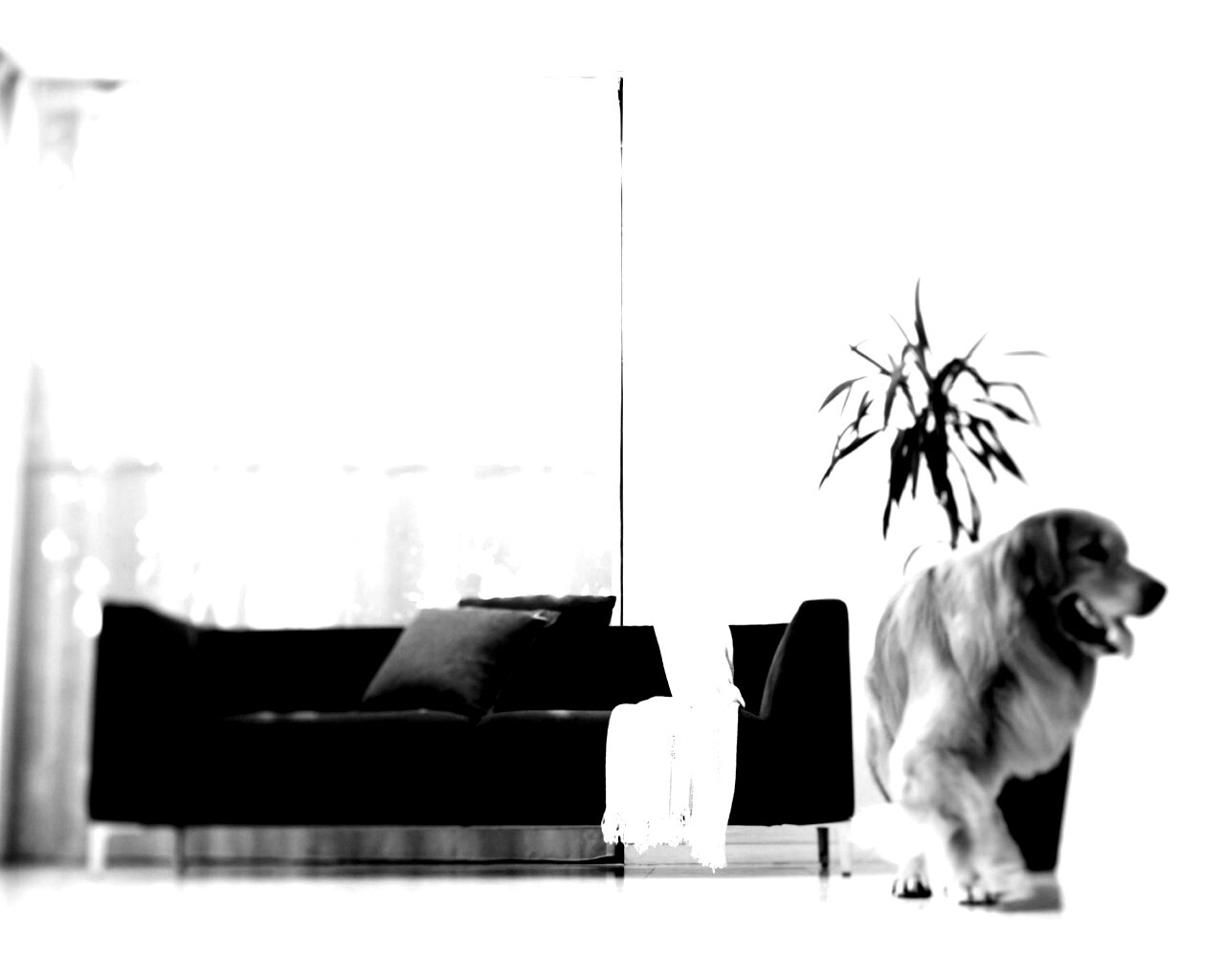 Собака в быту обои