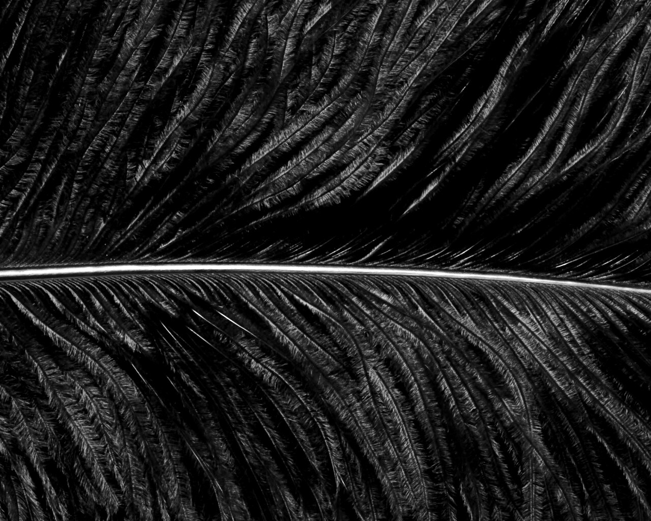 Перо попугая обои