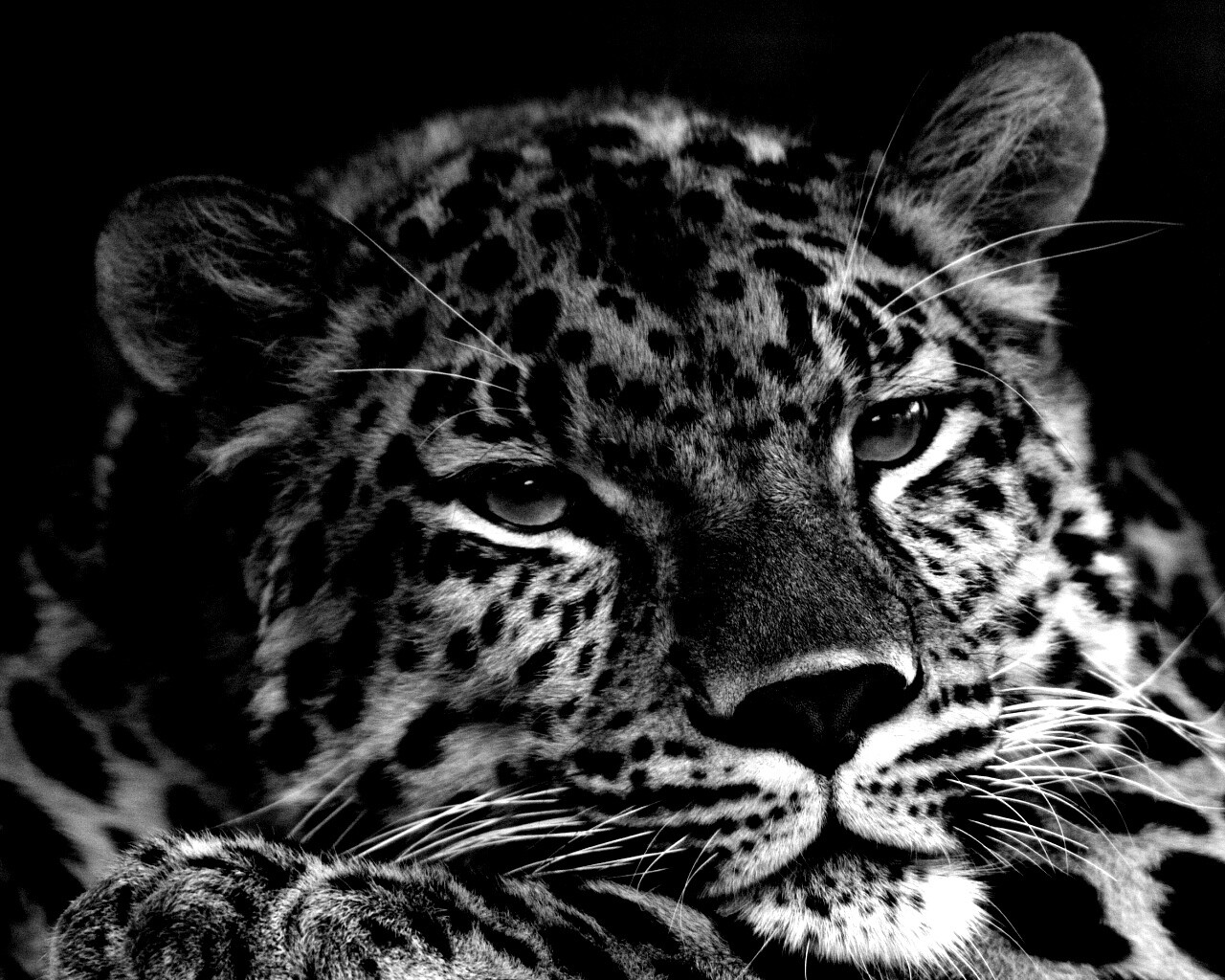 Злопасный ягуляр обои