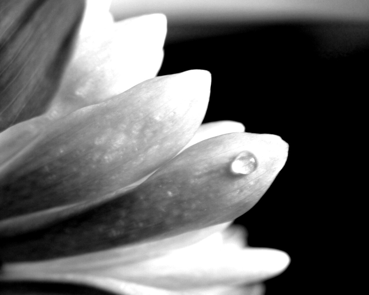 Капля на лепестке обои