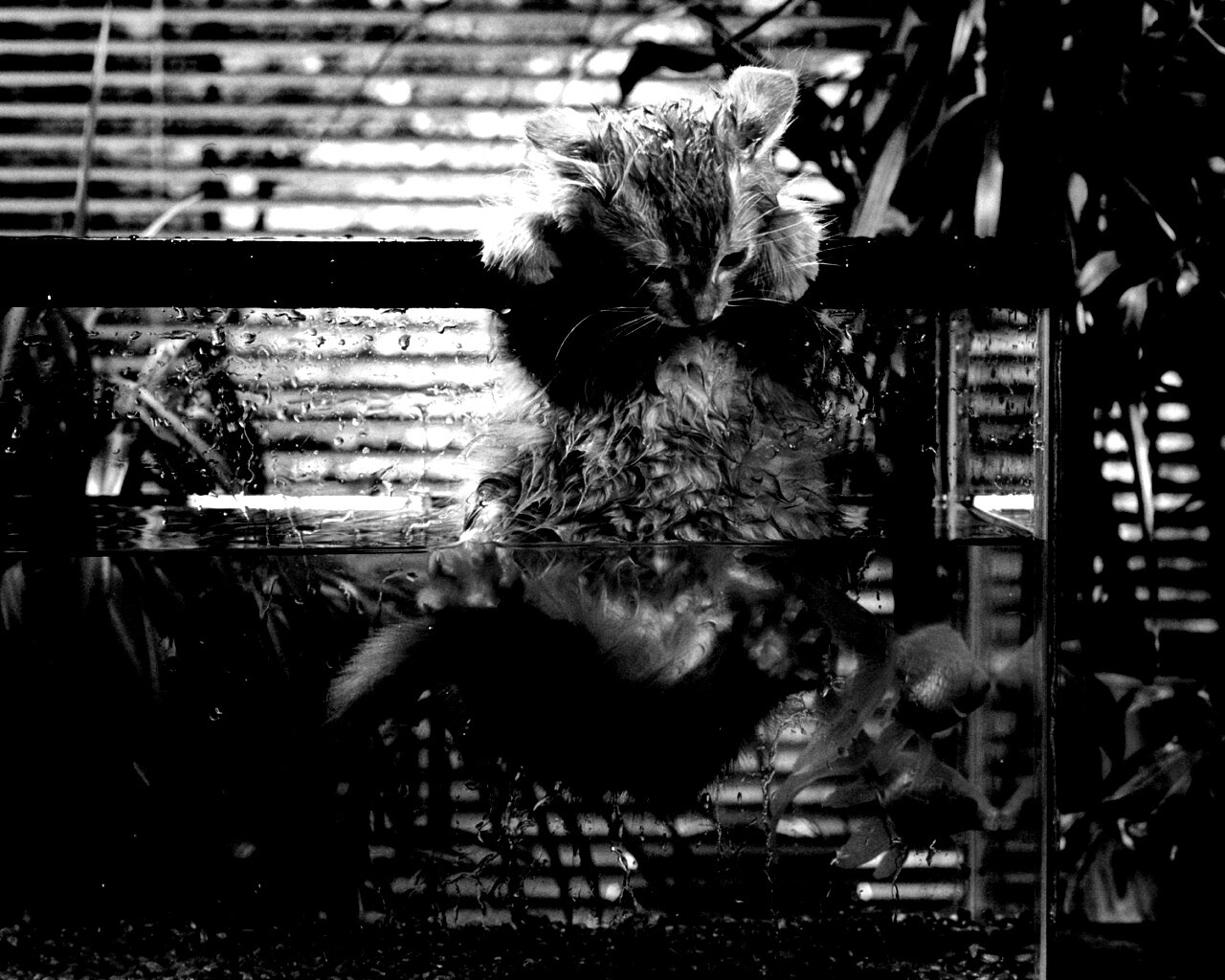 Мокрая киска обои