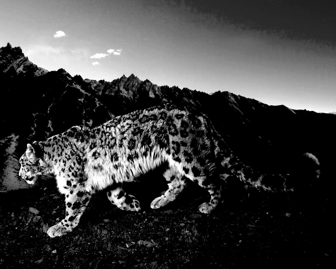 Леопард обои