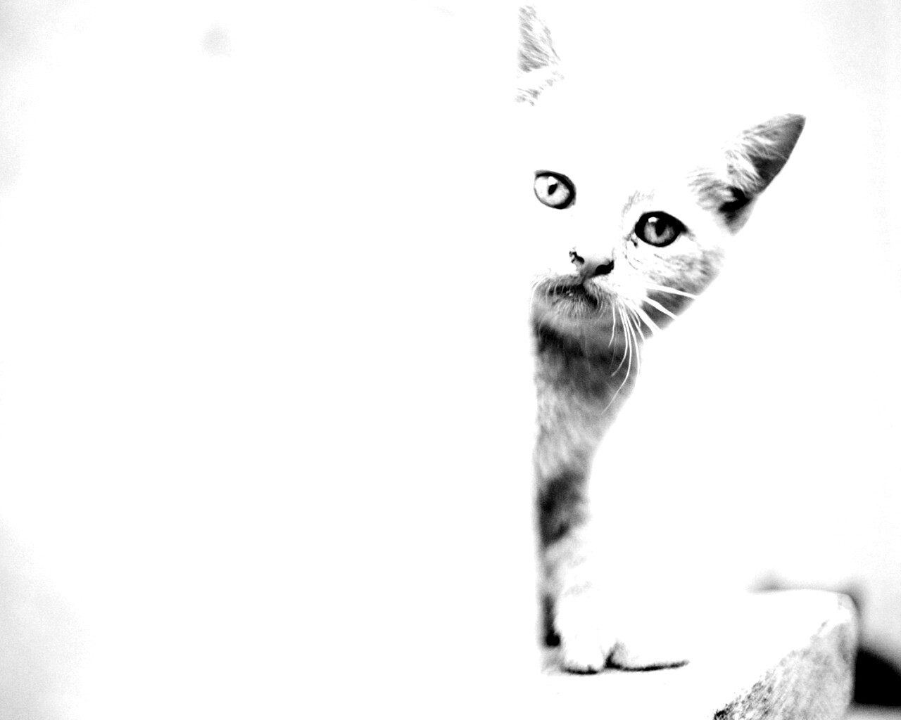 Котик из-за угла обои