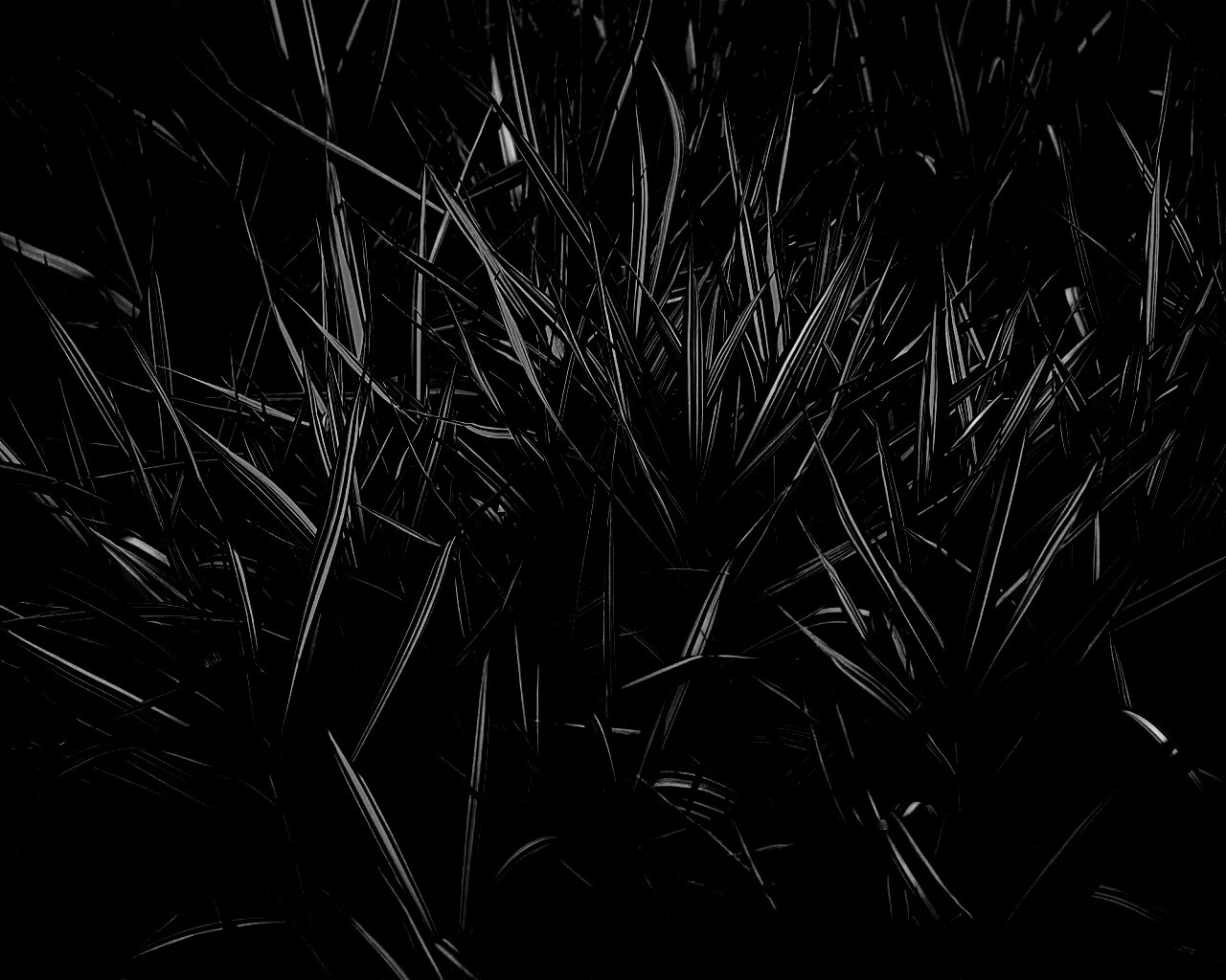 Дикая трава обои