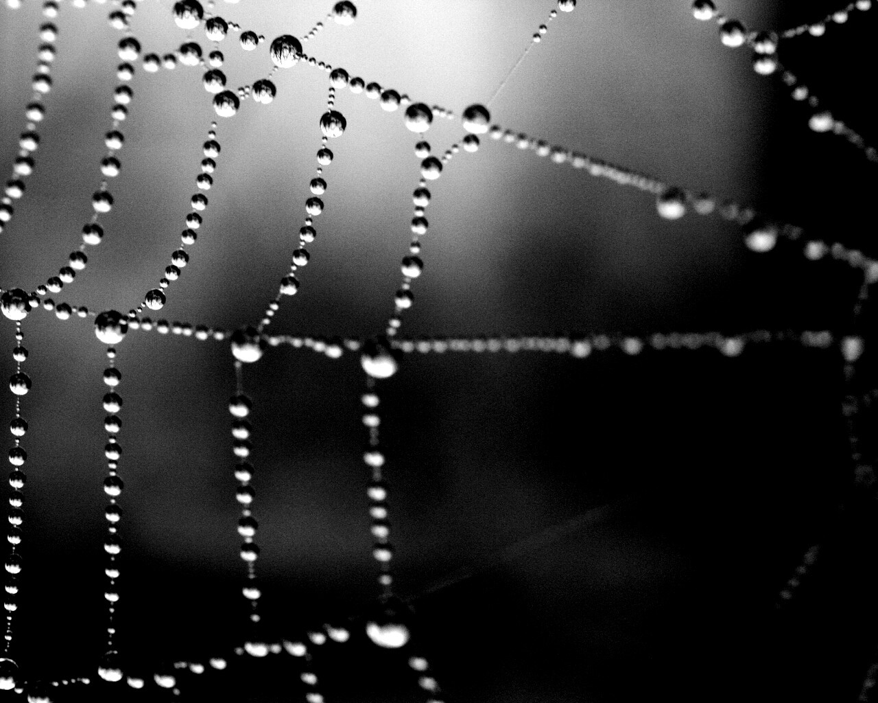 Капли на паутине обои