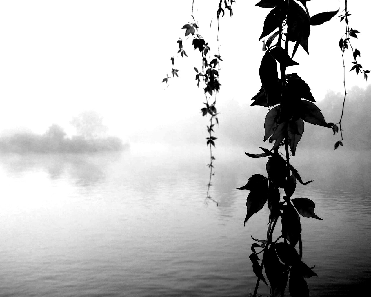 Ветви красного дерева обои