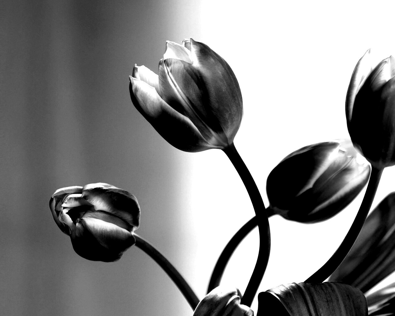 Сиреневые цветы обои