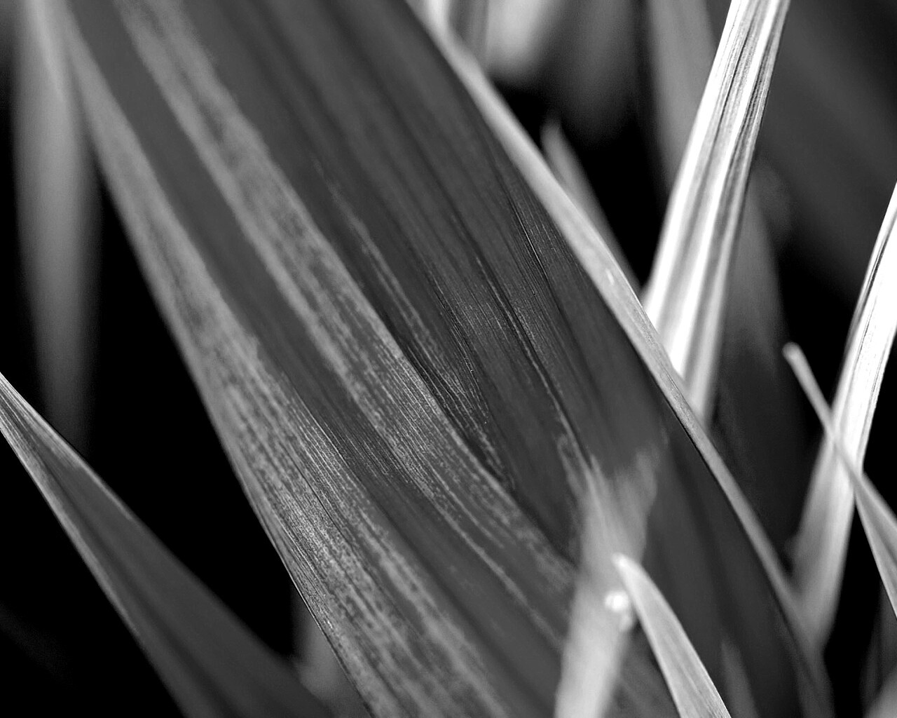 Идеальный кусочек зелени обои