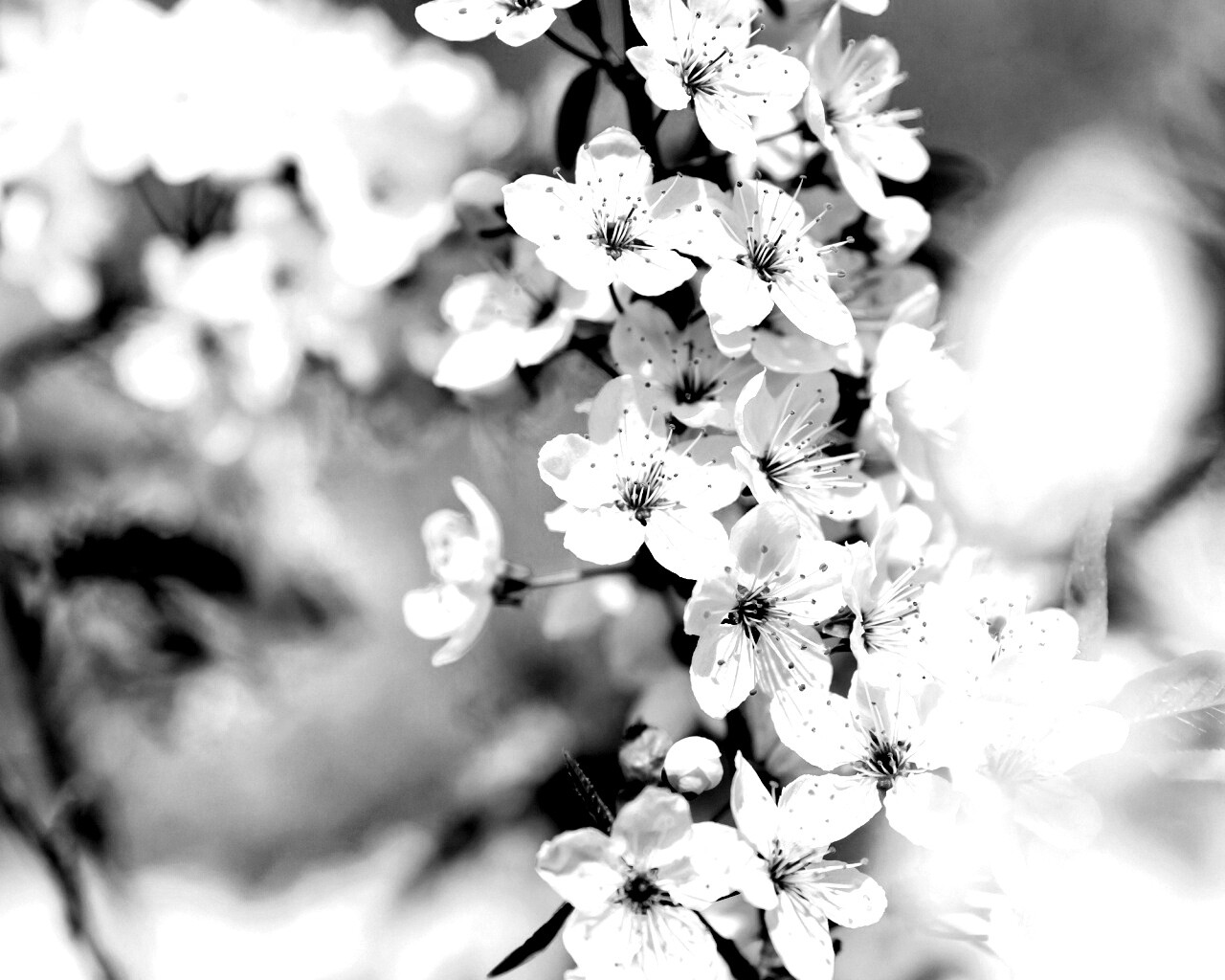 Цветение вишни обои