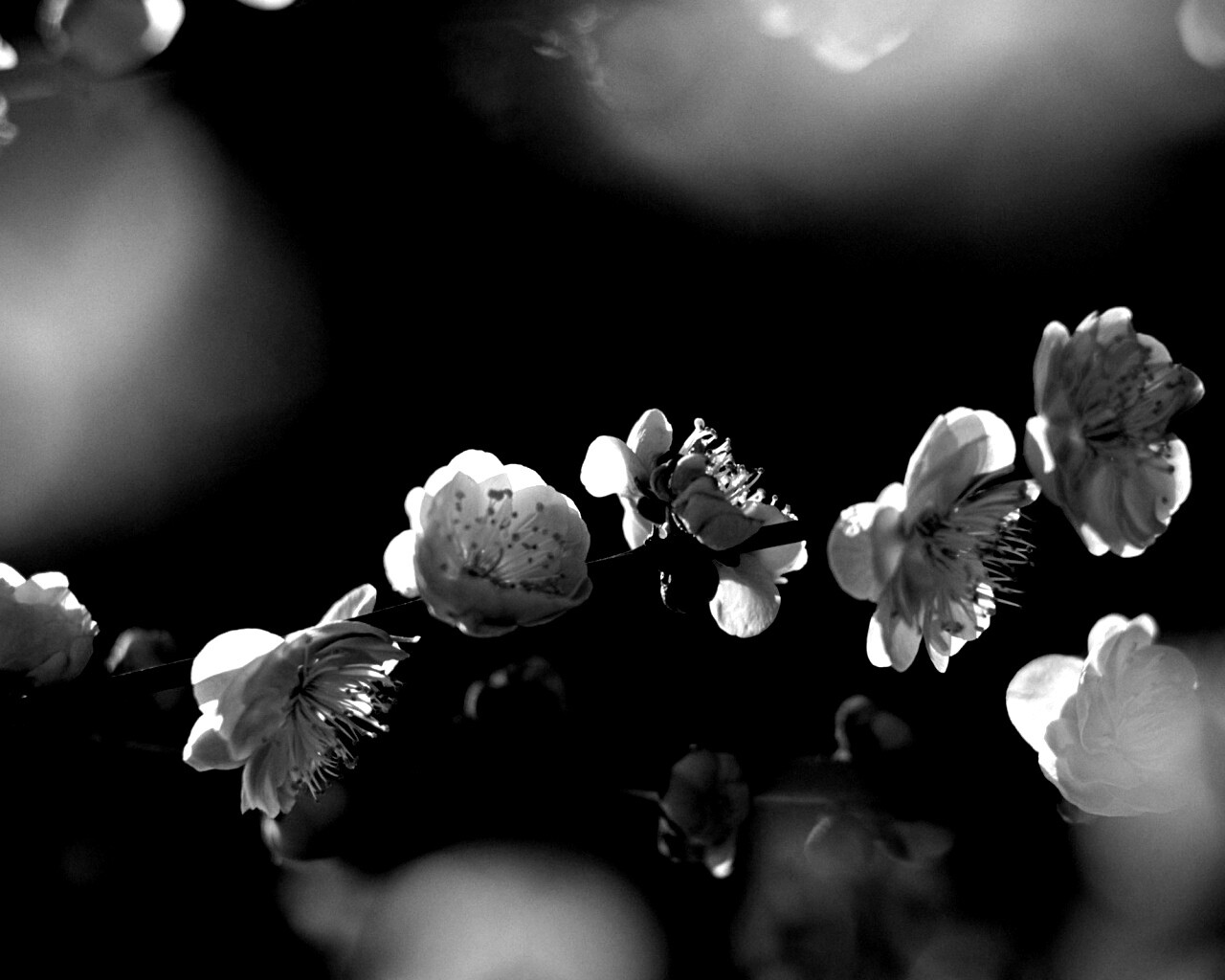 Цветущая вишня обои