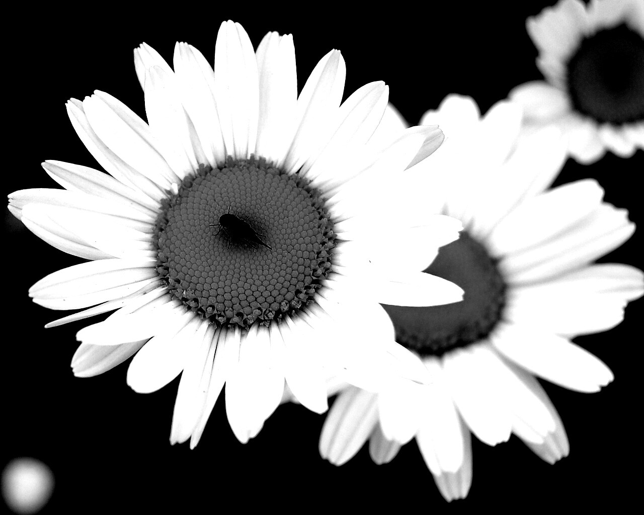 Ромашки обои