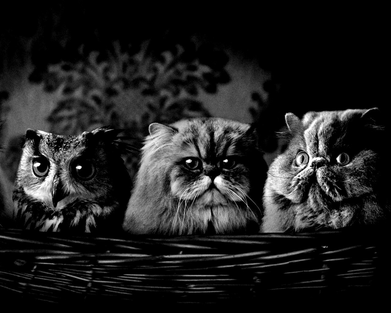 Чужой среди своих обои