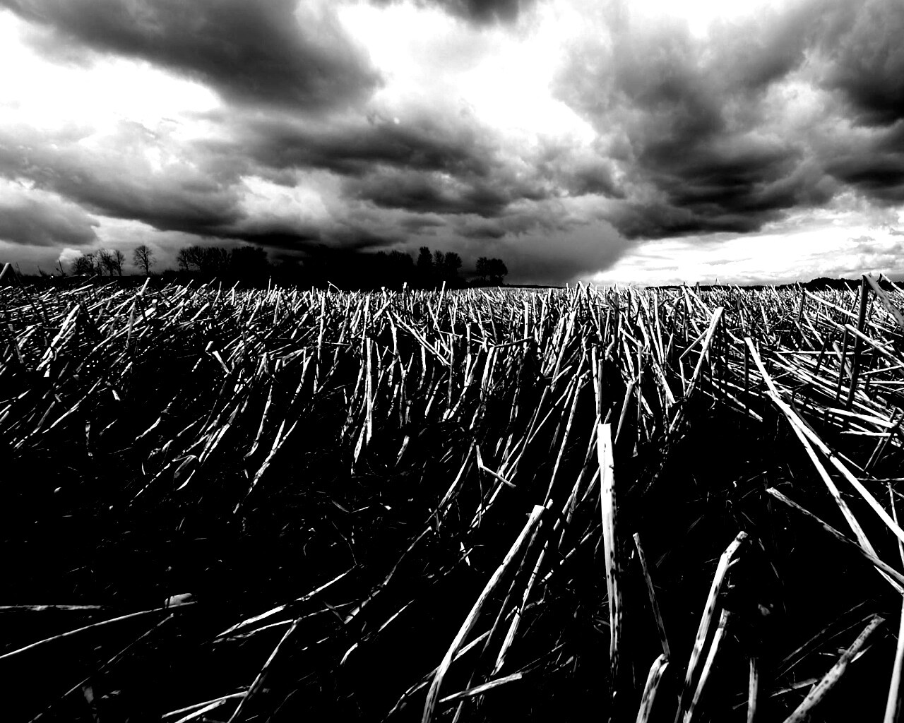 Убранное поле обои