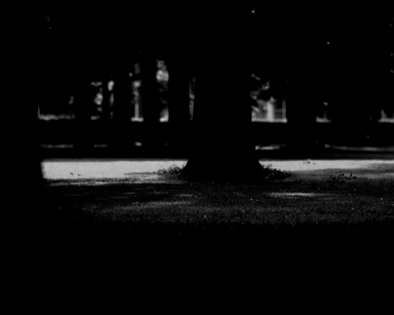 Ствол дерева обои