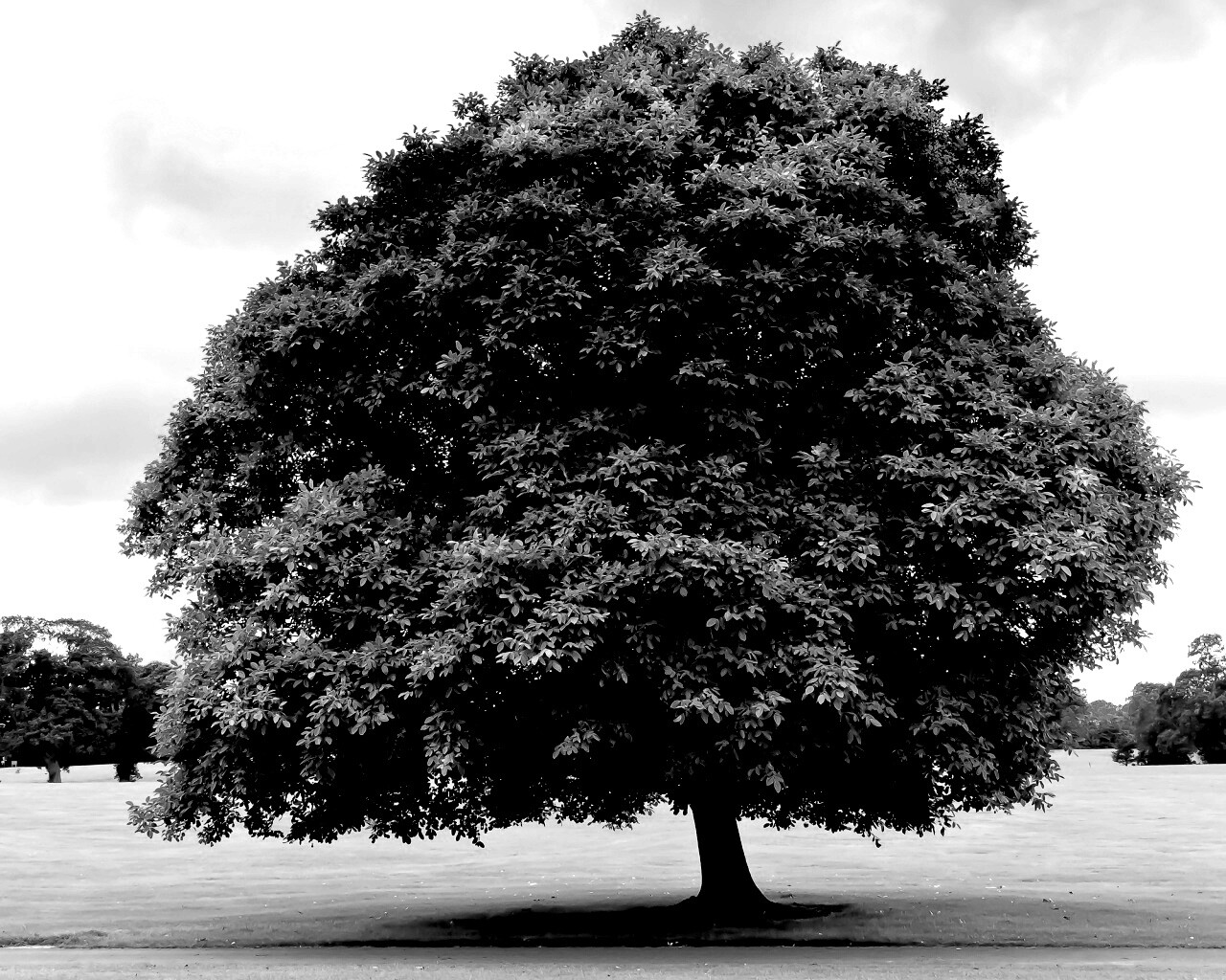 Зеленое ирландское дерево обои