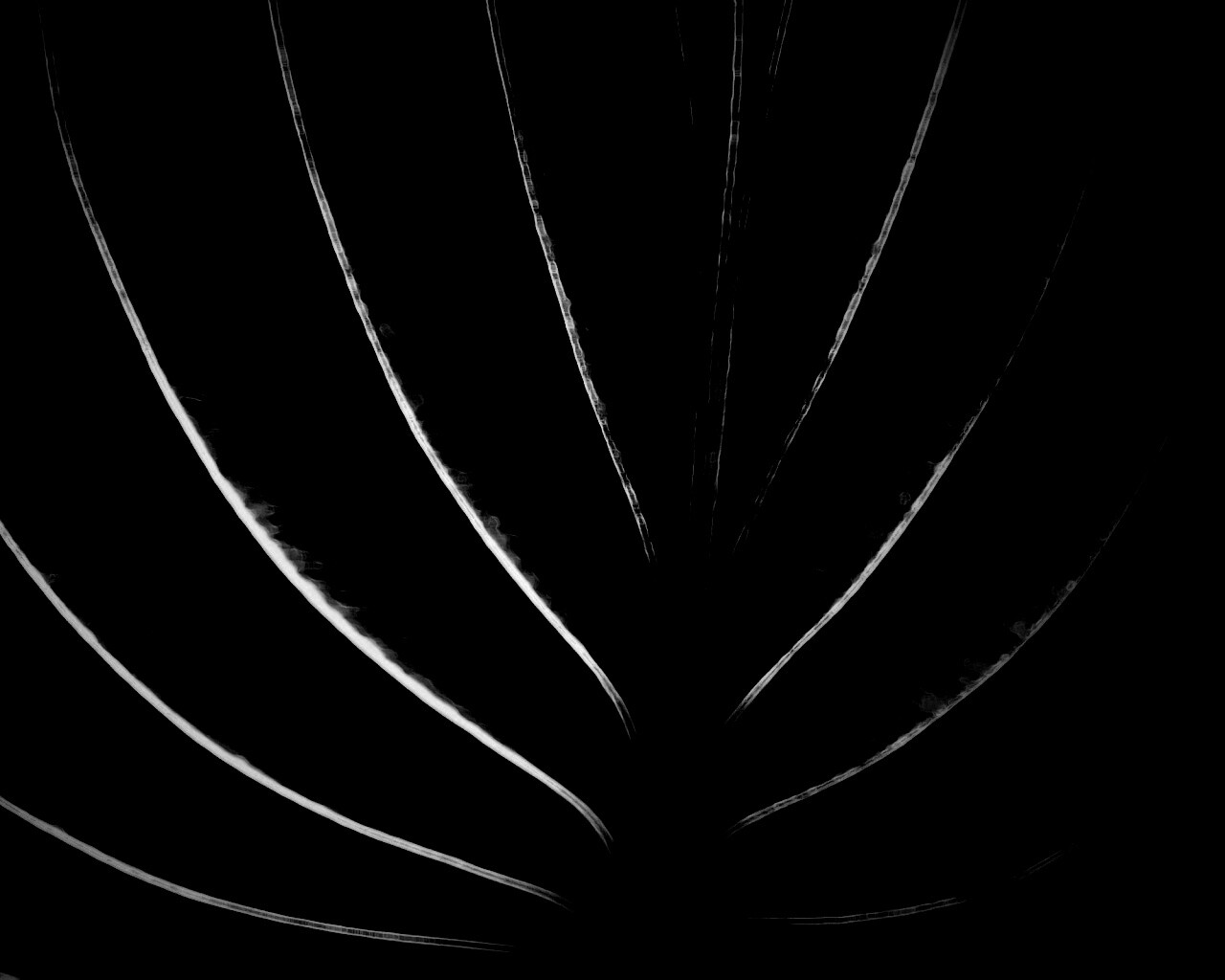 Неоновый лист обои