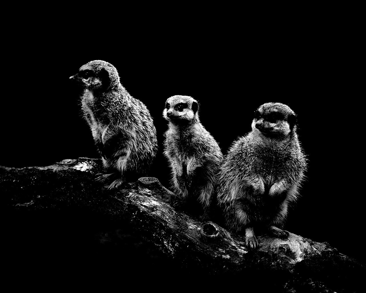 В дозоре обои