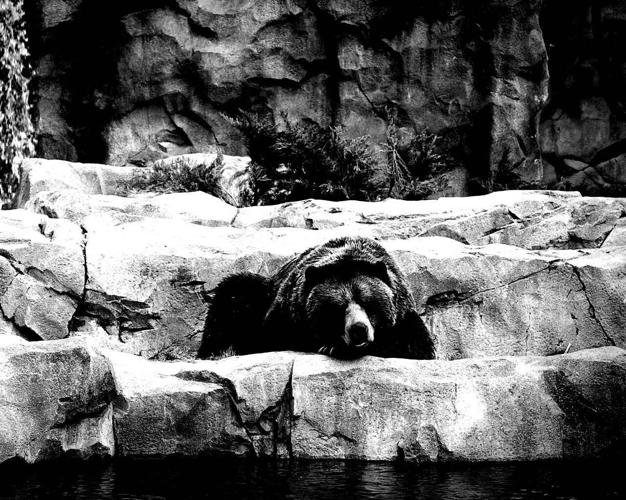 Медведь обои