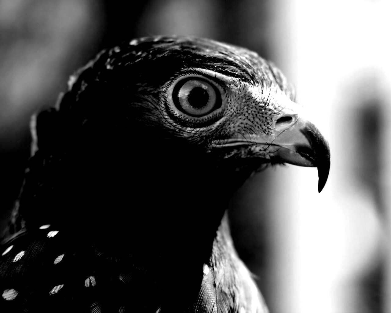 Взгляд орла обои