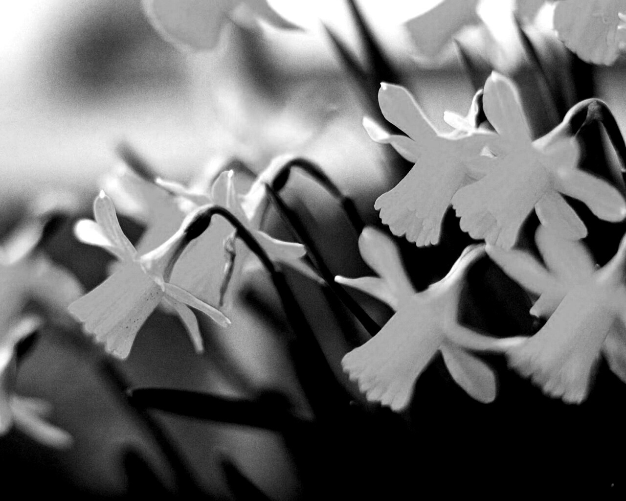 Нарциссы обои