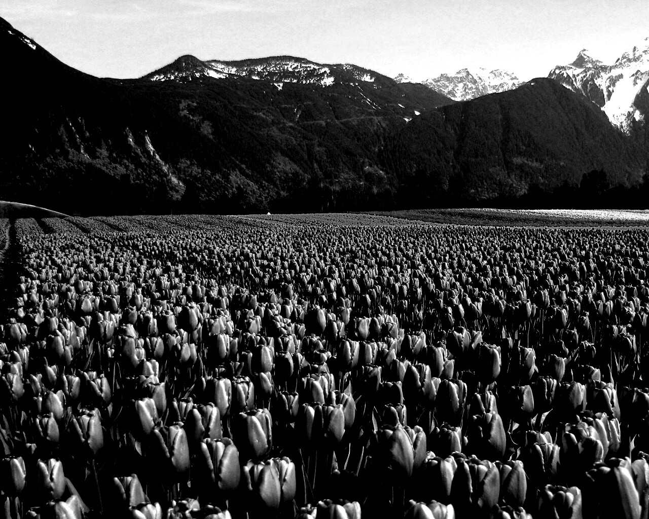 Поле тюльпанов обои