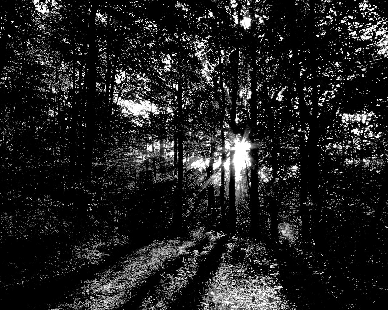 Свет сквозь деревья обои