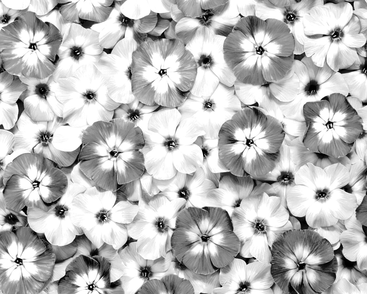 Розовые цветочки обои