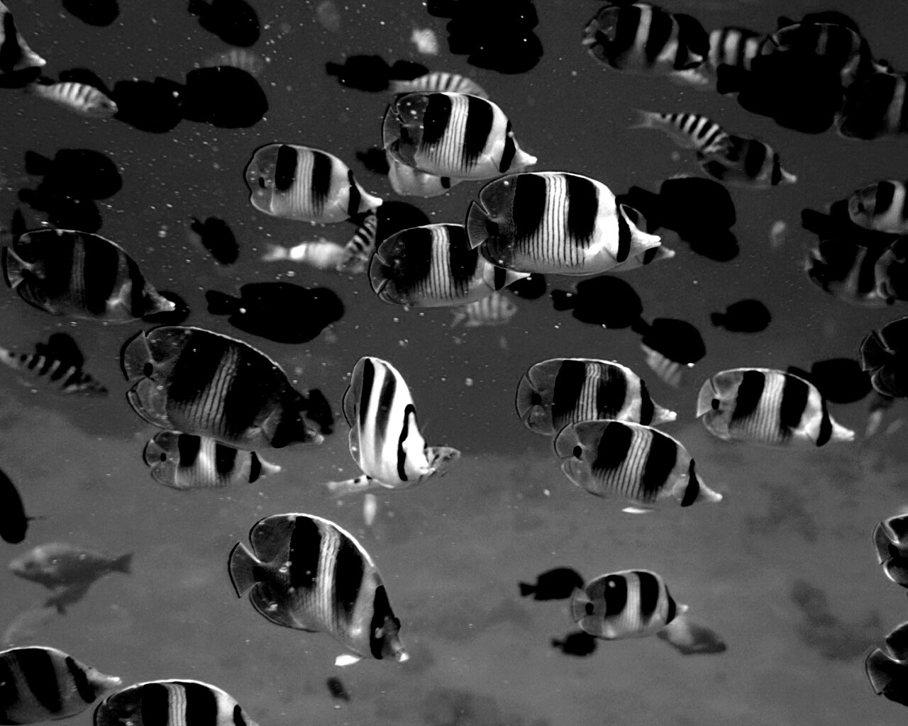Косяк тропических рыбок обои