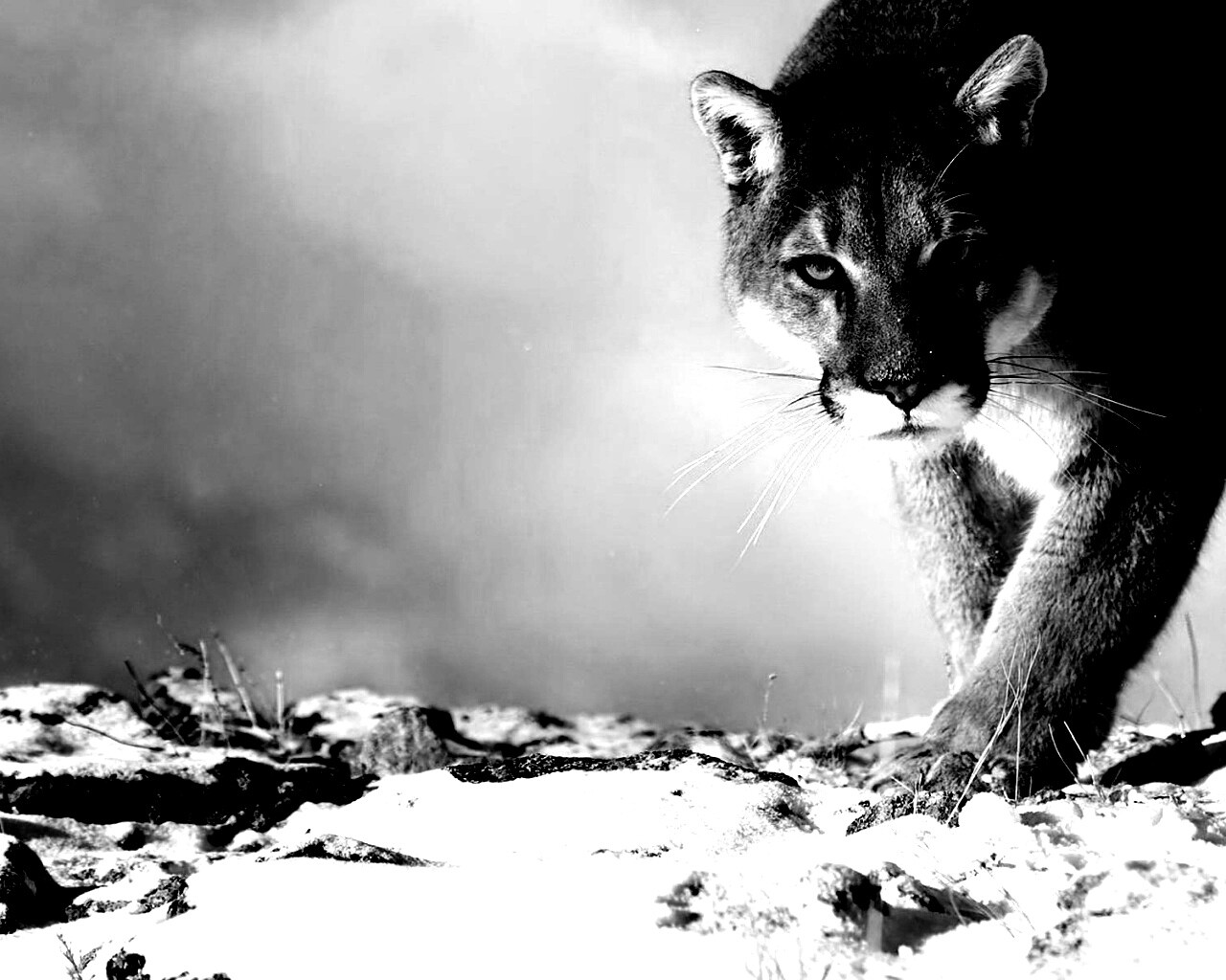 Пума с грозным взглядом обои