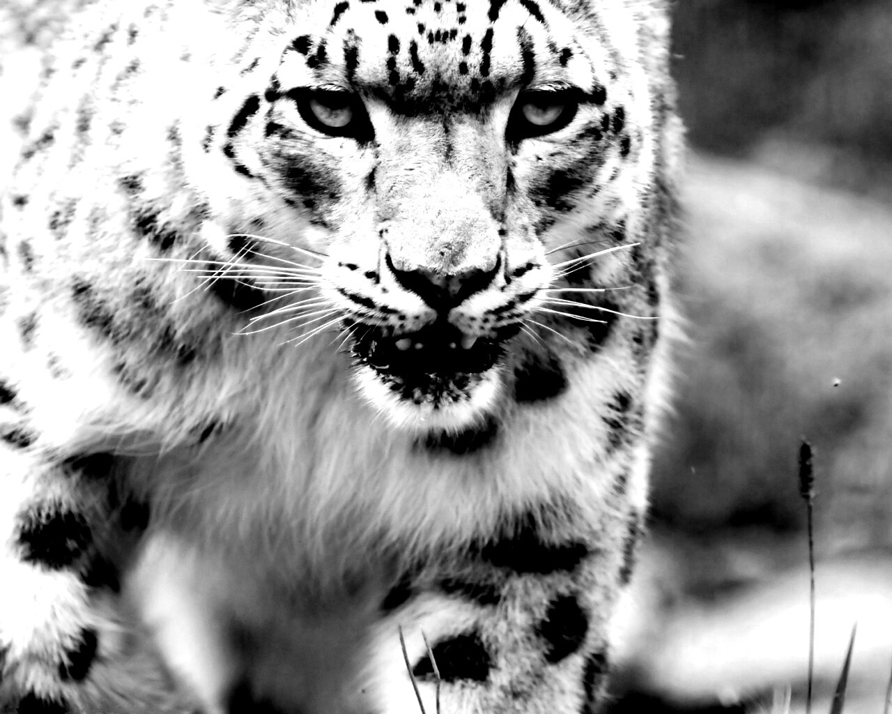 Белый барс обои