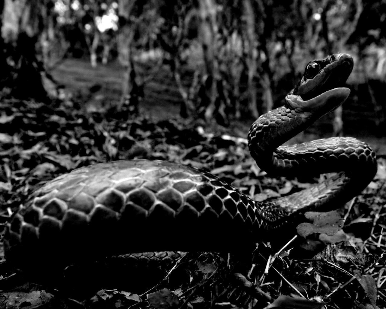 Зелёная змея обои