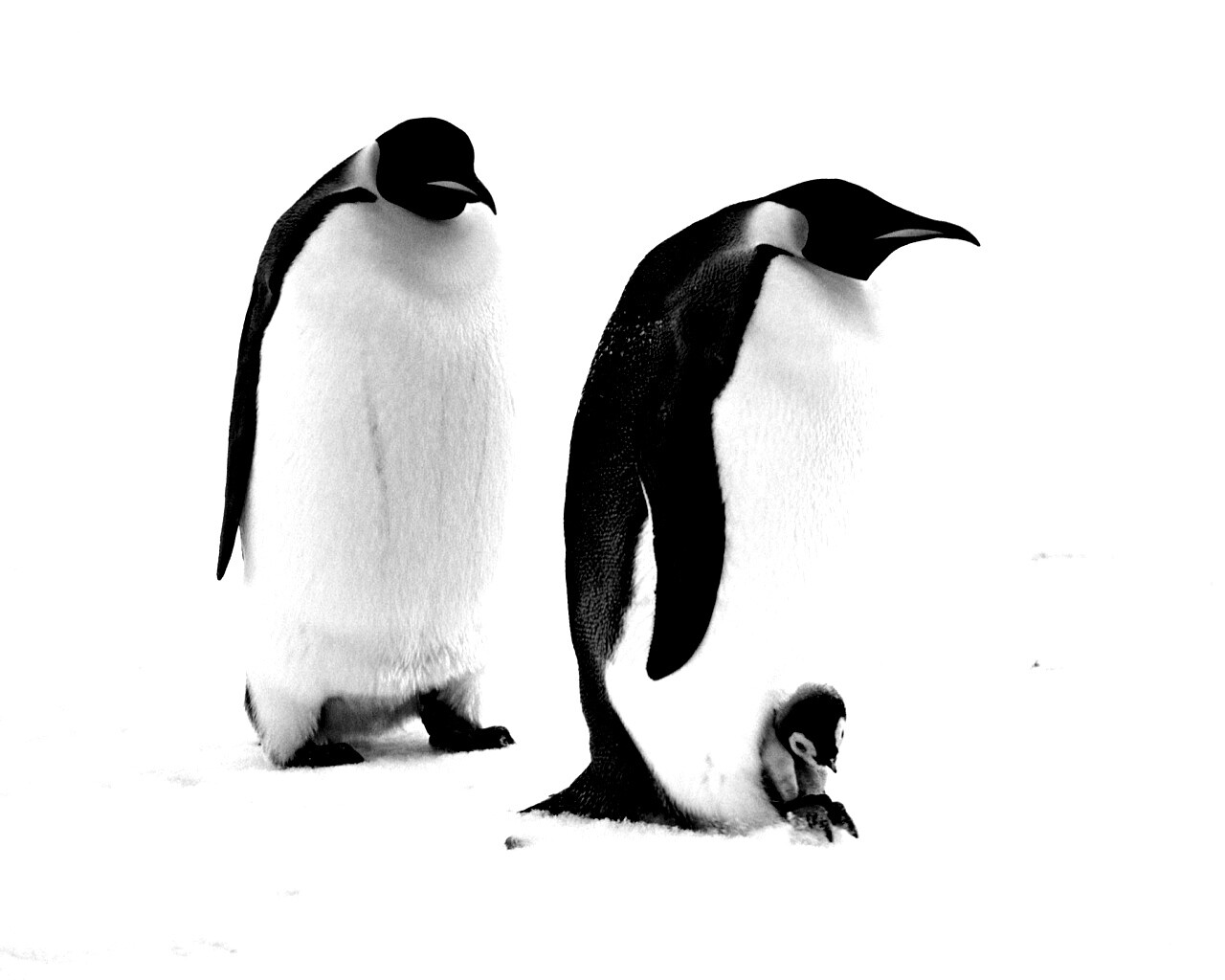 Семья пингвинов обои