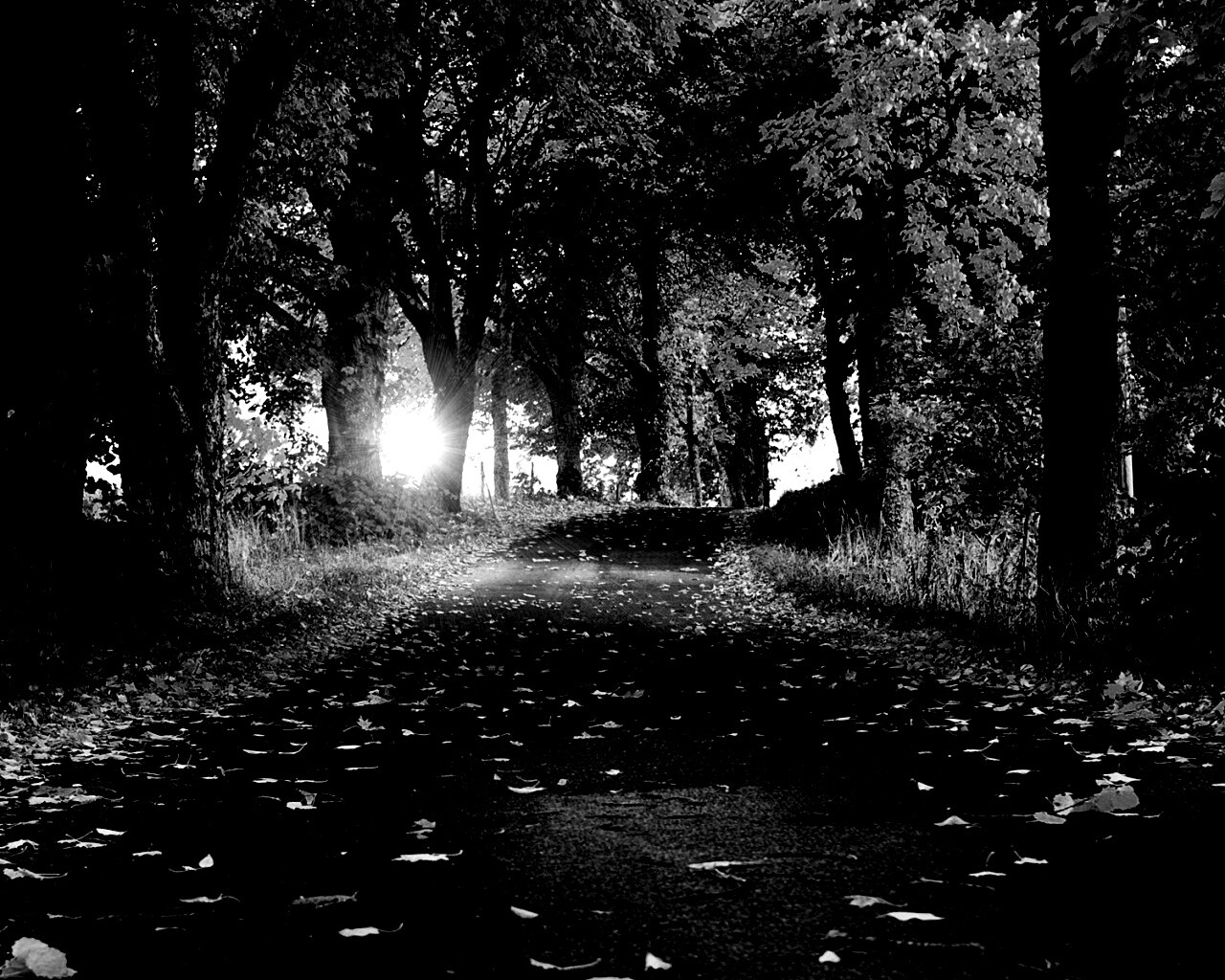 Дорога в осеннем парке обои