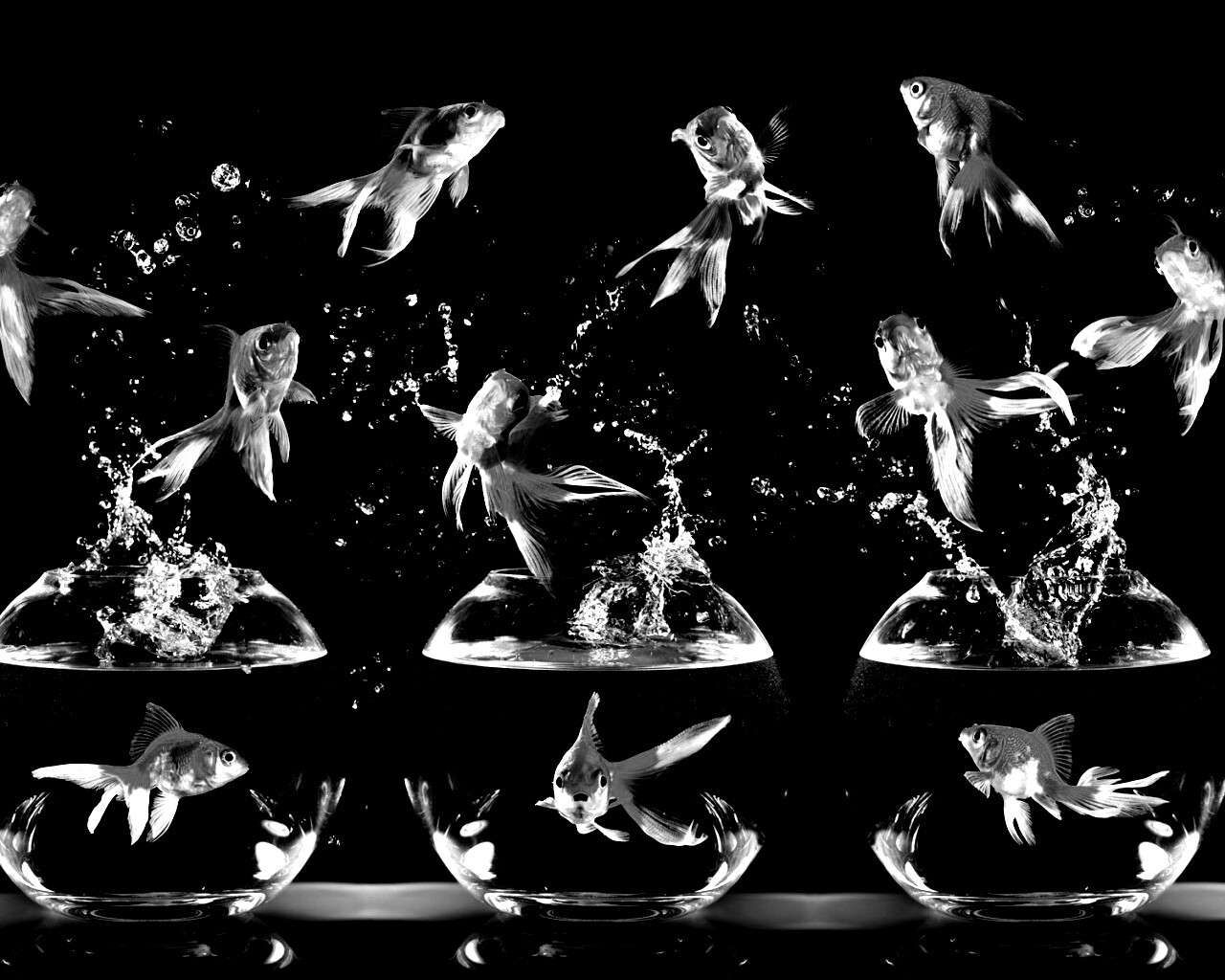 Аквариумы жонглируют рыбами обои