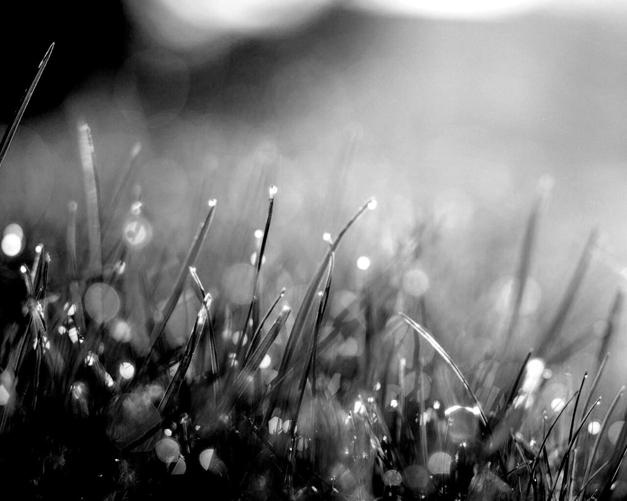 Красивая сочная трава обои