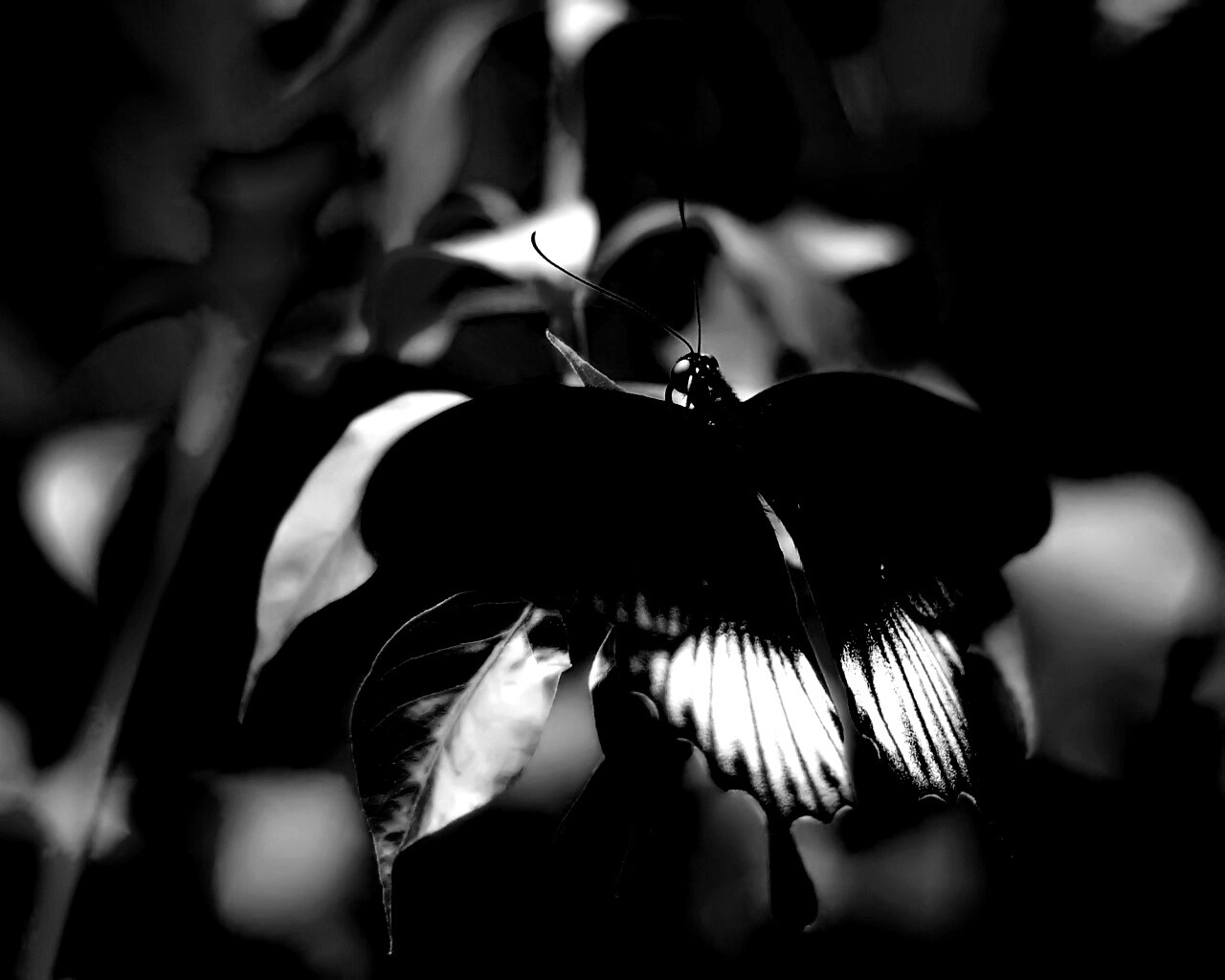 Бабочка с чёрно-белыми крыльями обои