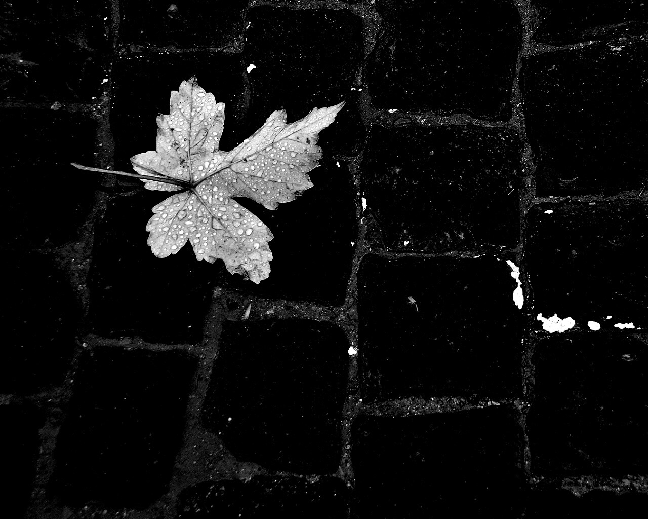 Упавший лист на мостовой обои