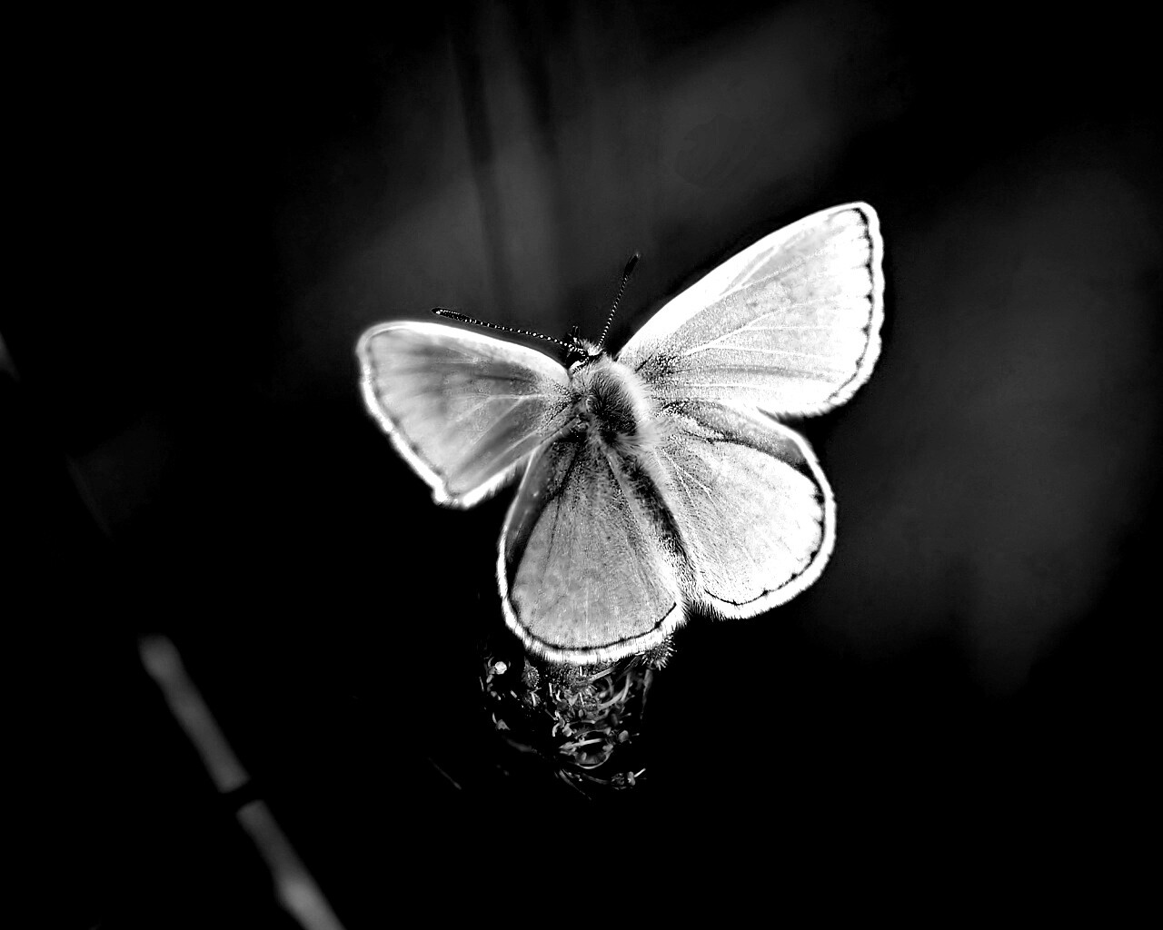 Бабочка с фиолетовыми крыльями обои